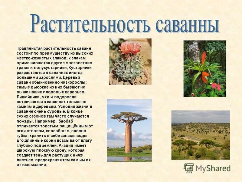 животные и растения африки. саванны и редколесья африки животные и растения. о животных и растениях африки. растения африки. растительный и животный мир африки кратко.