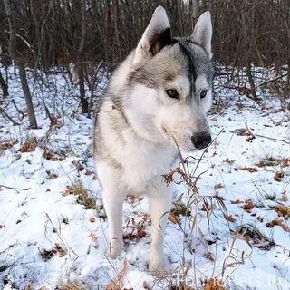 Собаки саратовская область