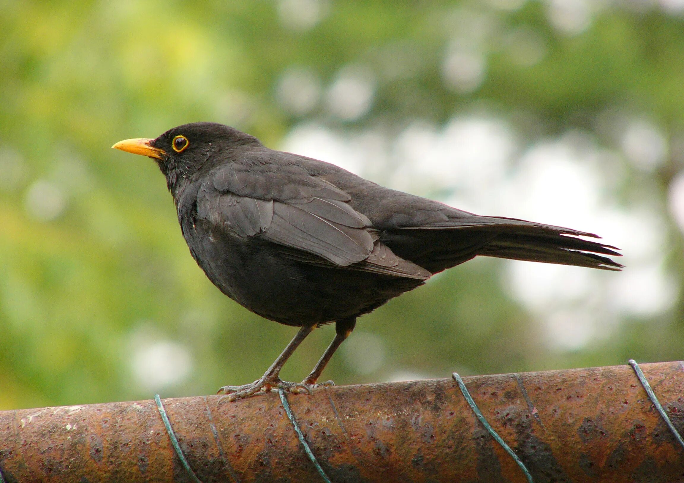 Nice birds. Птицы Абхазии чёрный Дрозд. Дрозд чёрный (turdus Merula). Дрозд с желтым клювом. Черный Дрозд с желтым клювом.