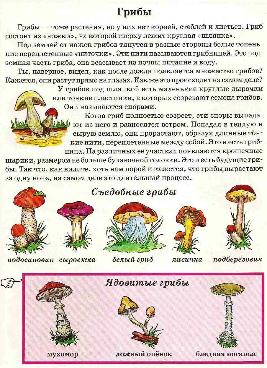 Тексты группы грибы. Расскажи о грибах для дошкольников. Грибы задания для дошкольников. Задачи для дошкольников про грибы. Лексическая тема грибы для детей.
