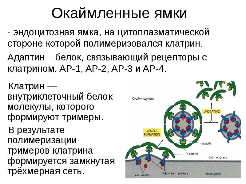 Клатрин. Клатриновое окоемлпние. Белки Клатрины. Окаймленные пузырьки с клатрином и без.