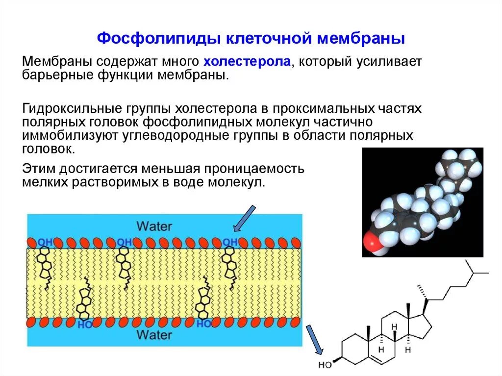 Защитный липид. Фосфолипиды клеточной мембраны. Фосфолипид мембранный строение. Фосфолипид строение мембраны. Фосфолипидной мембраны функции.