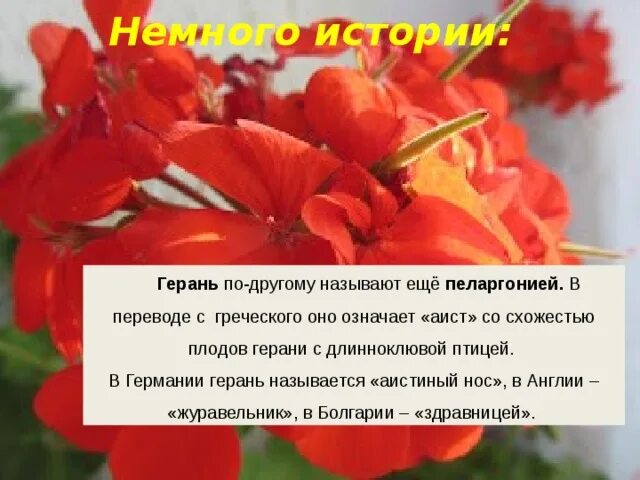 Исследовательская работа на тему пеларгония. Герань немцы. Переводчик : герань. Комнатные растения герань рассказ.