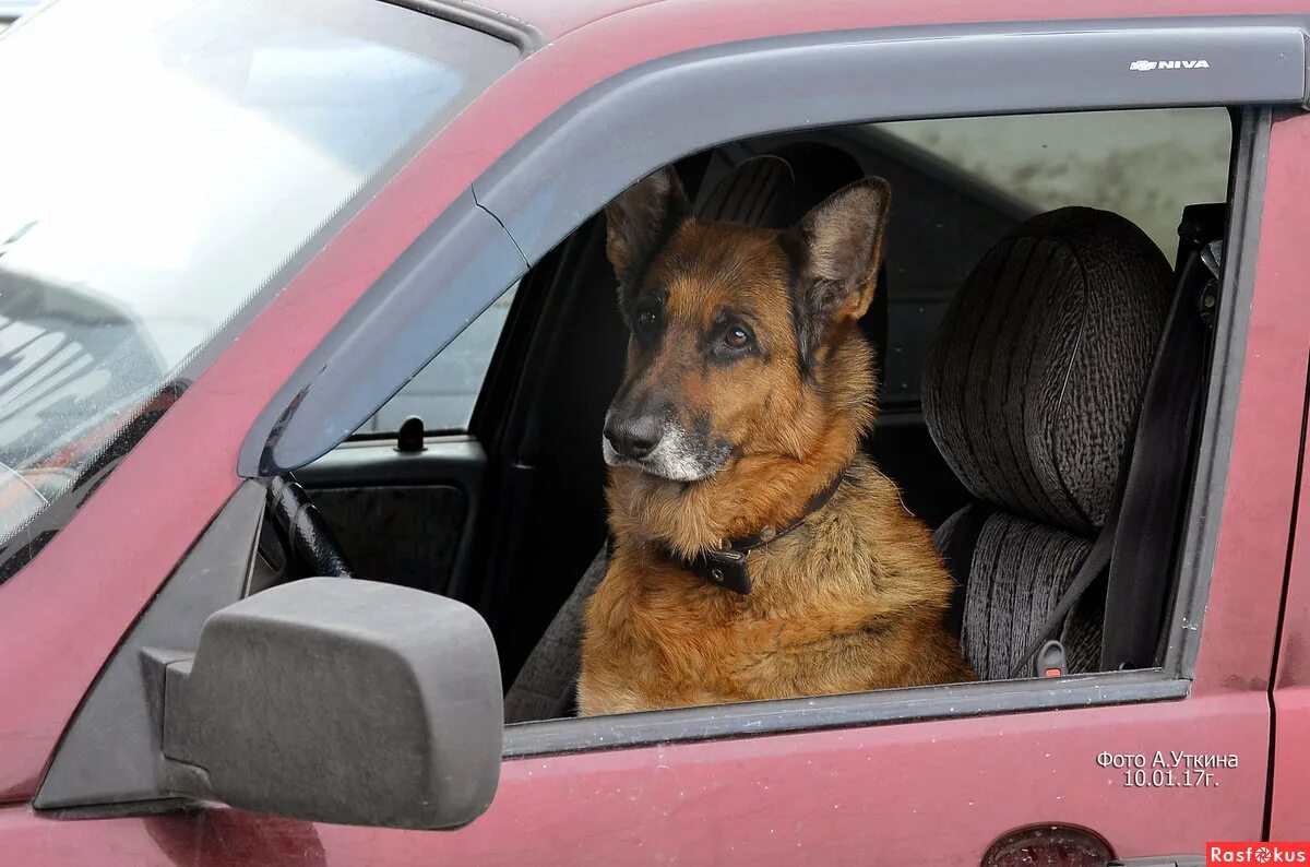 Собака за рулем прикол. Собака сидит в машине. Автомобиль собака. Пес за рулем. Собака сидит в машине.
