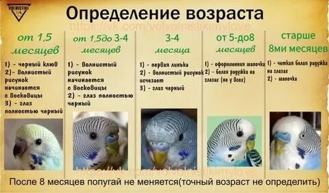 Фотосы жас әйелдің попуга