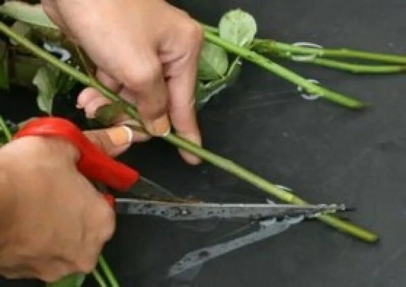 Срезанные цветы. Подрезать стебли. Подрезать цветы. Подрезать стебель розы. Как сохранить домашние срезанные розы