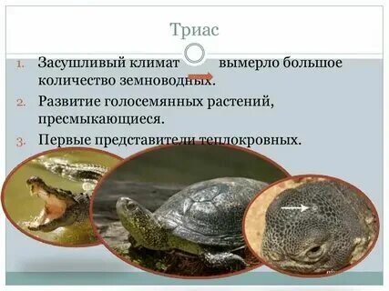 У щуки прямое или непрямое развитие