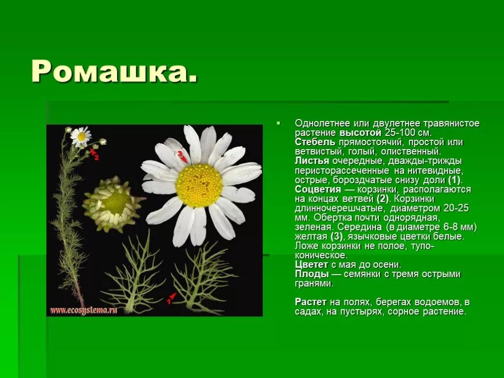 Ромашка описание растения. Доклад про цветок Ромашка. Цветок Ромашка в научном стиле.