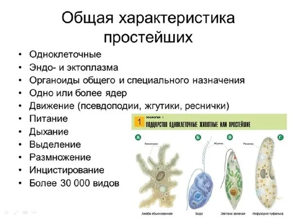 Различия в строении одноклеточных. Общая характеристика подцарства одноклеточных животных. Общая характеристика простейших животных. Подцарство простейшие одноклеточные животные. Общая характеристика одноклеточных простейших.