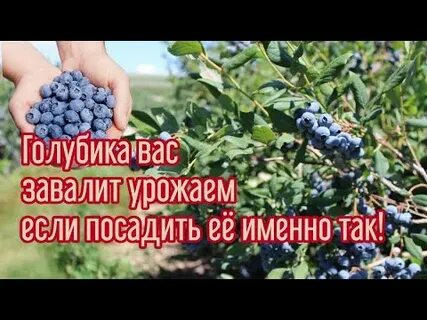 Какой сорт голубики лучше посадить