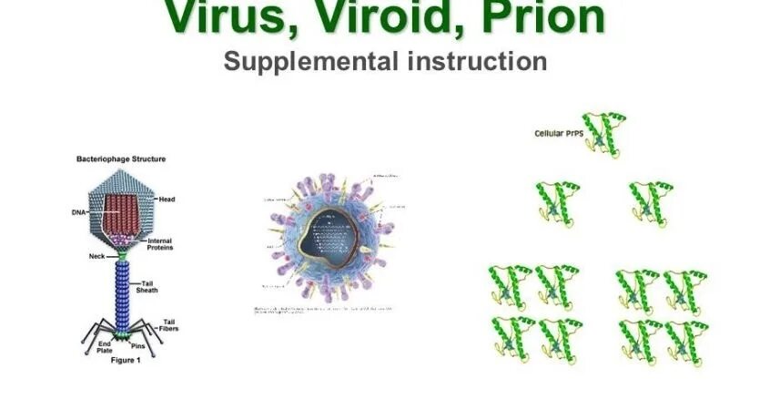 Virus vs virus. Вироид вирус. Прионы микробиология. Вирион и вироид. Вирус вироида веретеновидный.