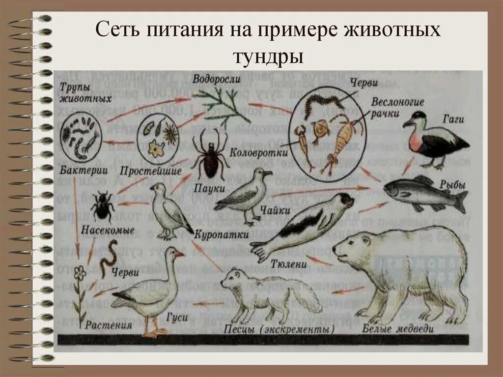 Пищевая сеть экосистемы тундры. Пищевая сеть тундры схема. Пищевая сеть биогеоценоза в тундре. Пример биоценоза пищевая сеть.