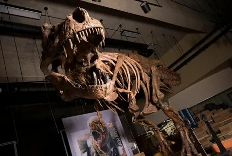 FOX NEWS: World's biggest Tyrannosaurus rex found by Canadian paleonto...