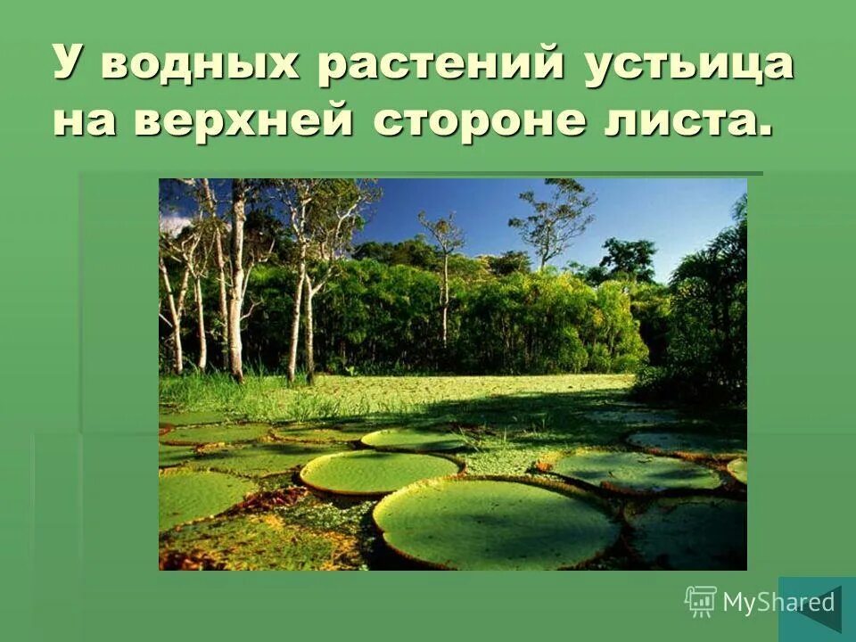 на плавающих листьях водных растений устьица расположены. расположение устьиц на нижней стороне листа. строение листьев кувшинки. устьица на листе растения. где расположены устьица у кувшинки.