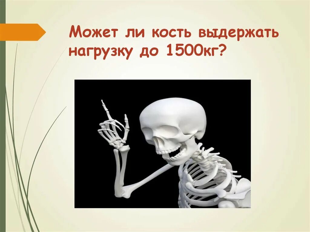 Сколько выдерживает кость. Свойства костей человека. Физические свойства костей человека. Что могут выдержать кости. Химические и физические свойства костей.