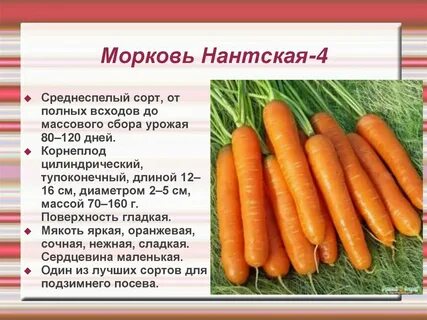 морковь каротинка отзывы характеристика и урожайность сорта фото