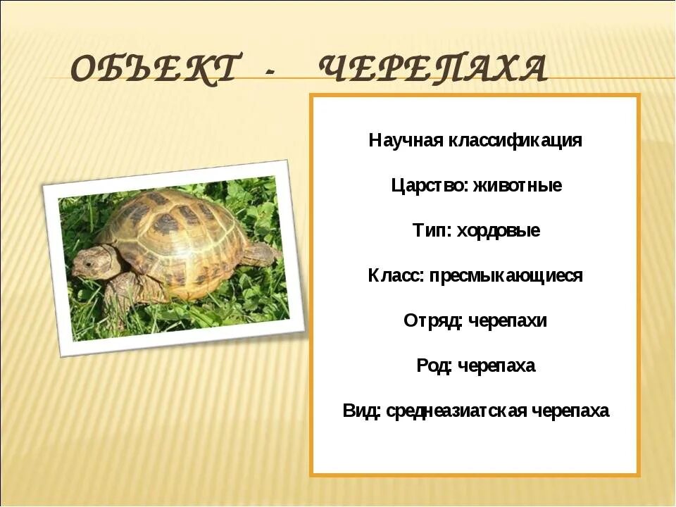 Классификация черепахи. Черепахи царство Тип класс отряд вид. Черепаха отряд семейство. Систематика сухопутной черепахи.