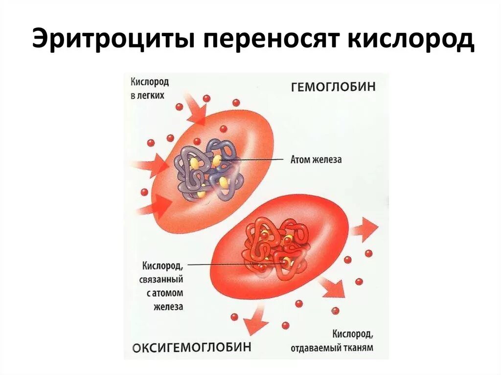 Строение эритроцита и гемоглобина. Перенос кислорода гемоглобином. Перенос кислорода гемоглобином схема. Транспортная функция крови перенос кислорода.
