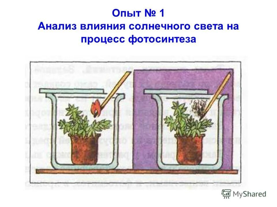 Опыт доказывающий дыхание растений. Опыт доказывающий наличие корневого давления. Эксперименты с растениями по биологии. Окрашивание воды опыт. Опыты с комнатными растениями.