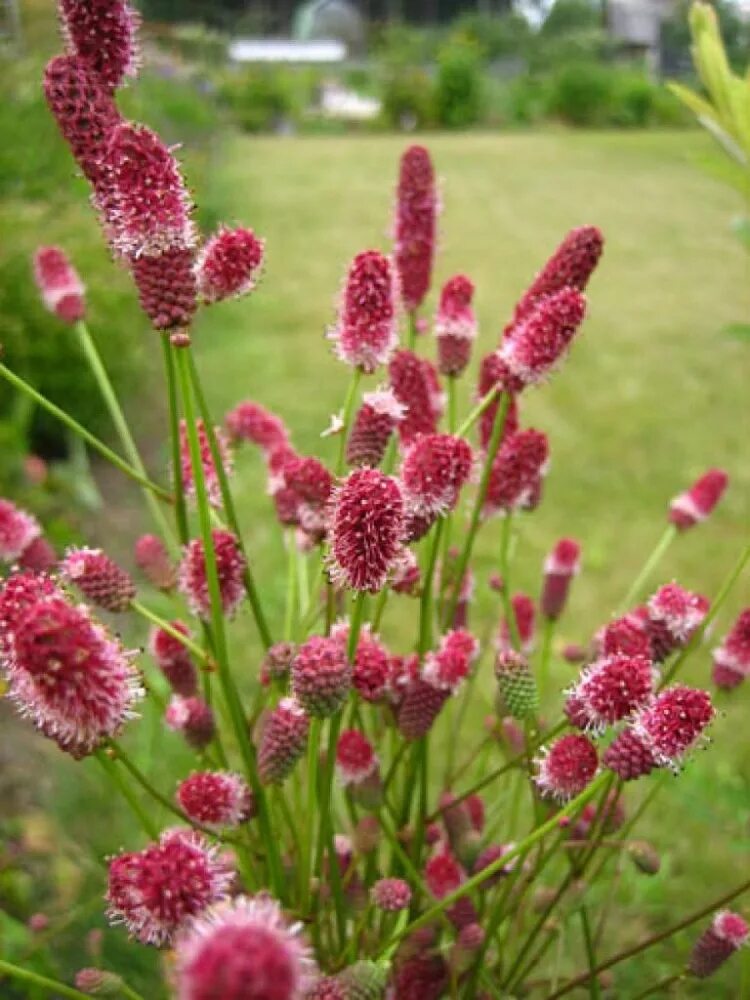 Кровохлебка Tanna. Кровохлебка officinalis ’Pink Tanna’. Кровохлебка Sanguisorba. Кровохлебка лекарственная (Sanguisorba officinalis).