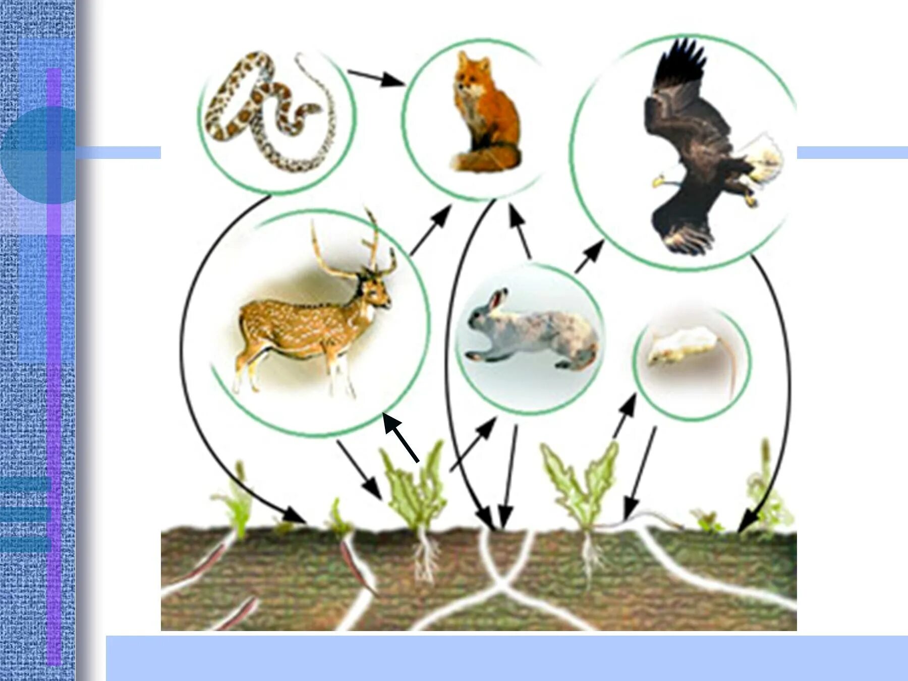 Пищевые связи в лесу. Цепи питания. Пищевые Цепочки для дошкольников. Экологическая цепочка. Пищевые связи в экосистеме презентация