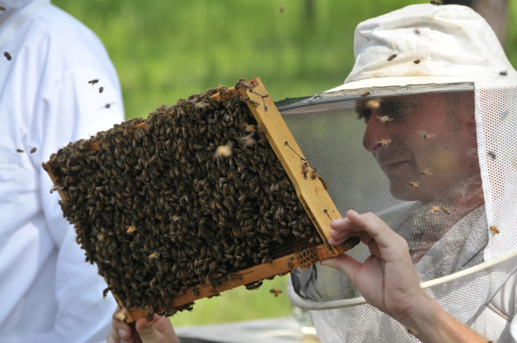 Что делает пчеловод. Пчеловодство. Пчелы и Пчеловодство. Пчелиная пасека. Пчелы, мед, пасека.
