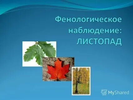 Когда заканчивается листопад у берез
