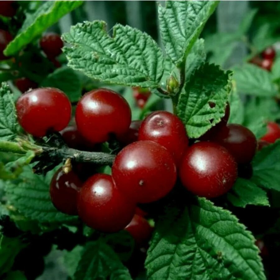 Вишня войлочная Алиса. Вишня войлочная (Prunus tomentosa). Вишня войлочная Натали куст. Вишня войлочная Алиса куст. Войлочная натали