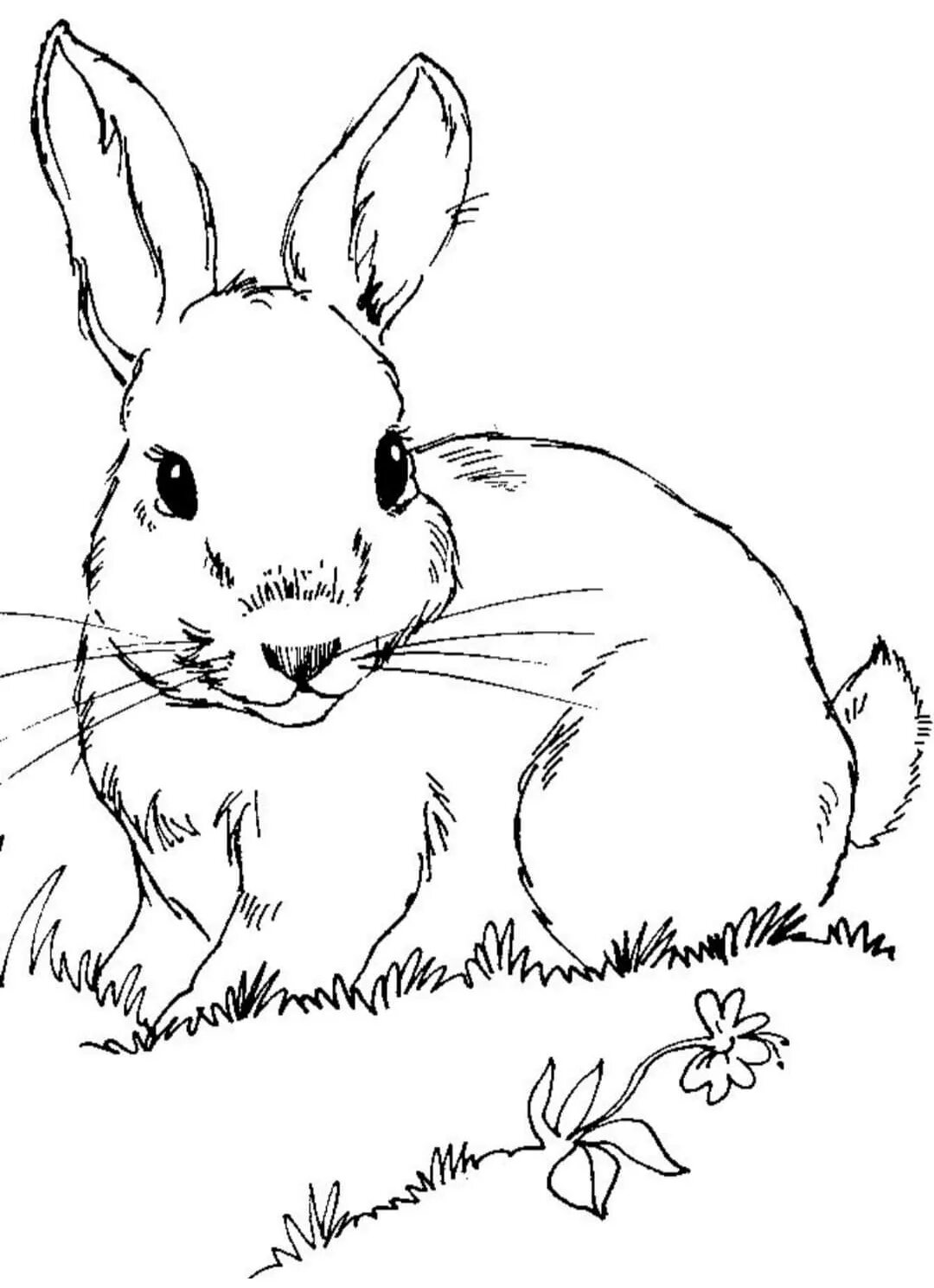 Нарисовать кролика карандашом. Заяц Беляк раск. Заяц Беляк рисунок. Кролик раскраска для детей. Кролик рисунок.
