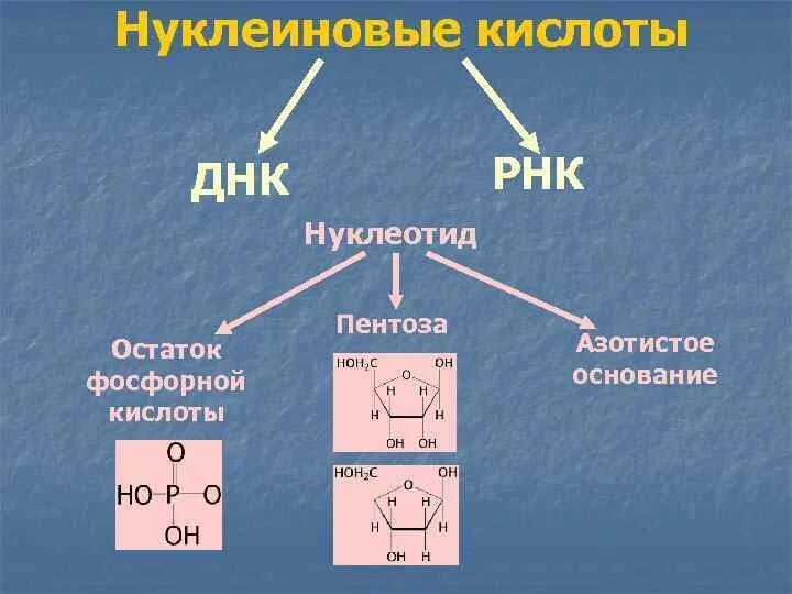 Углеводы днк и рнк. Остатки фосфорной кислоты в ДНК И РНК. Остаток фосфорной кислоты РНК. Остаток фосфорной кислоты ДНК. Остатки фосфорной кислоты.