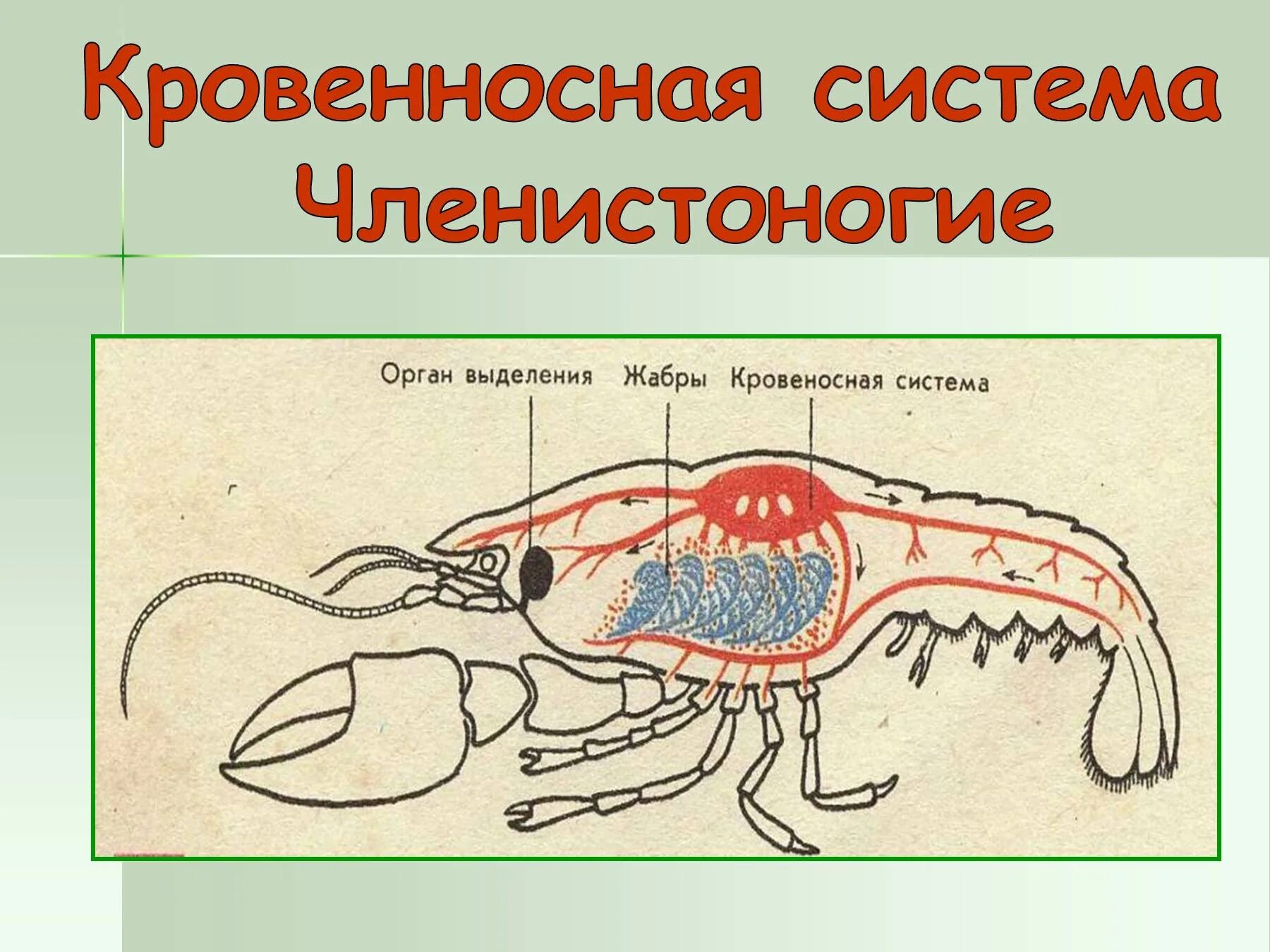 Мантийную полость замкнутую кровеносную систему брюшную
