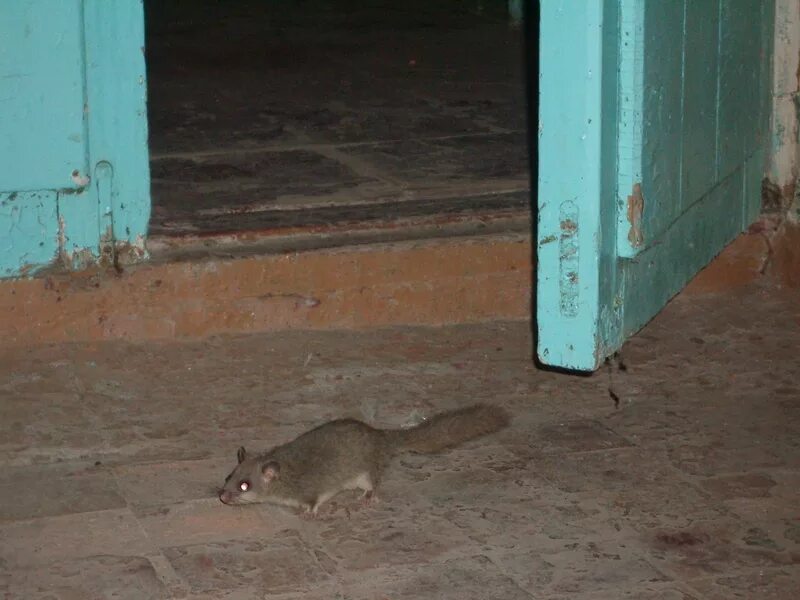 Glis - Wikipédia, a enciclopédia livre