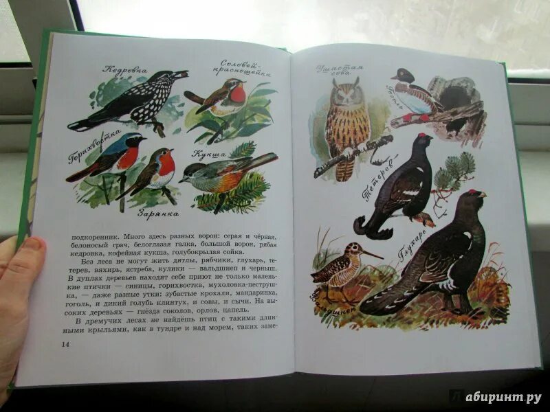 Наши птицы бианки. Чей нос лучше бианки мухолов тонконос. "птичьи разговоры". Птицы в рассказах бианки. Птицы в рассказах бианки.