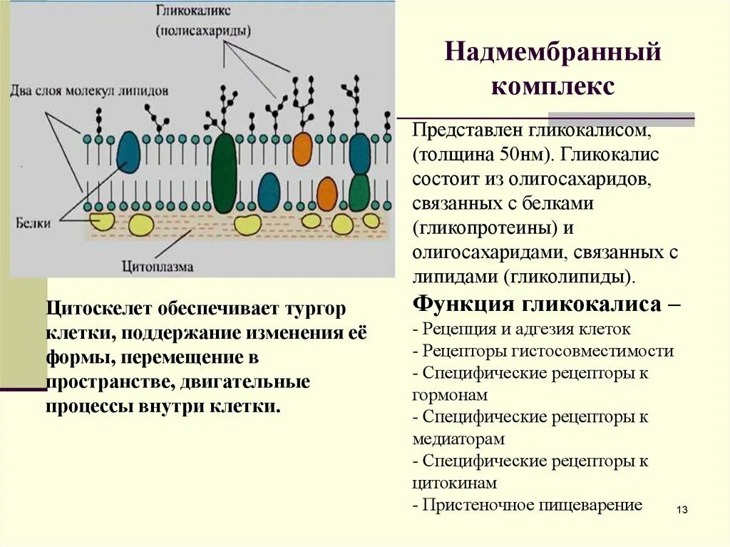 Эукариотическая клетка плазматическая мембрана. Надмембранный комплекс гликокаликс. Строение мембраны гликокаликс. Плазмолемма и гликокаликс. Гликокаликс строение и функции.