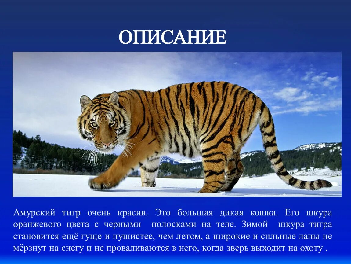 Про животных доклад 2 класс окружающий мир. Амурский тигр красная книга краткое описание для детей 2 класса. Амурский тигр красная книга краткое описание окружающему миру. Рассказ про Амурского тигра. Рассказ при Амурского Тигоа.