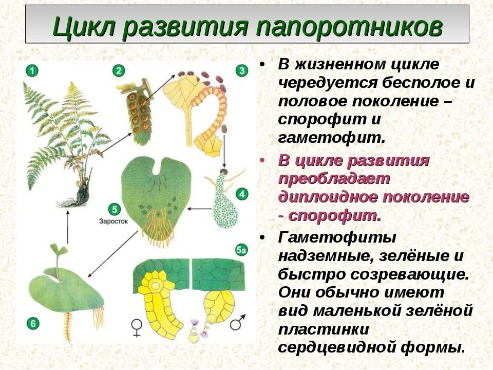 Функция гаметофита папоротников. Размножение папоротников цикл развития 5 класс биология. Биология 6 класс циклы развития мхов и папоротников схема. Жизненный цикл папоротника 6 класс биология. Цикл развития папоротника 6 класс биология схема.