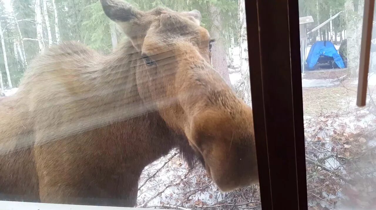 Лось ушел. Лось на окно. Медведь заглядывает в окно. Олень заглядывает в окно. Олень на окно.