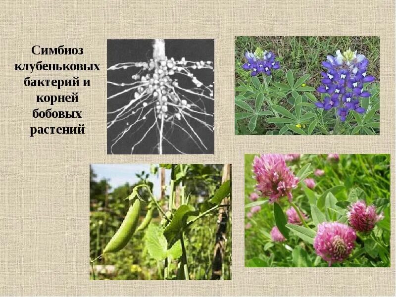 Азотфиксирующие клубеньки. Клубеньковые бактерии и бобовые растения. Бактериальные клубеньки бобовых. Клубеньковые бактерии симбиоз. Симбиоз бактерий и бобовых растений.