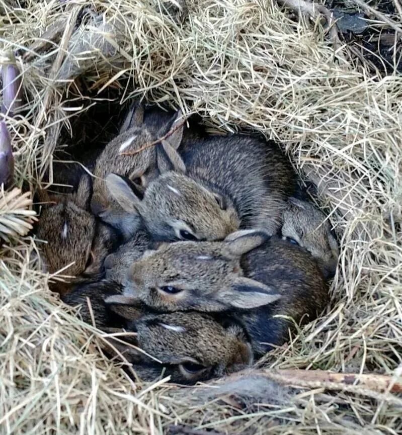 Весной рождаются самые. Жилище зайца. Заячье гнездо. Гнездо зайца.