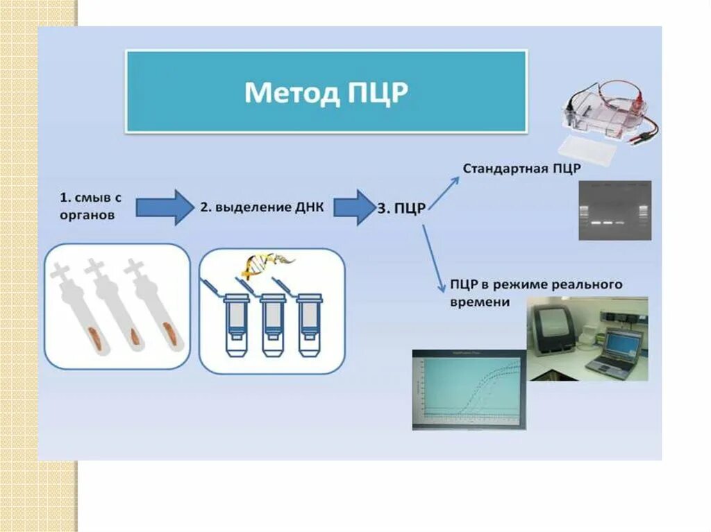 Метод ПЦР. Схема проведения ПЦР. Полимеразная цепная реакция (ПЦР). ПЦР метод диагностики.