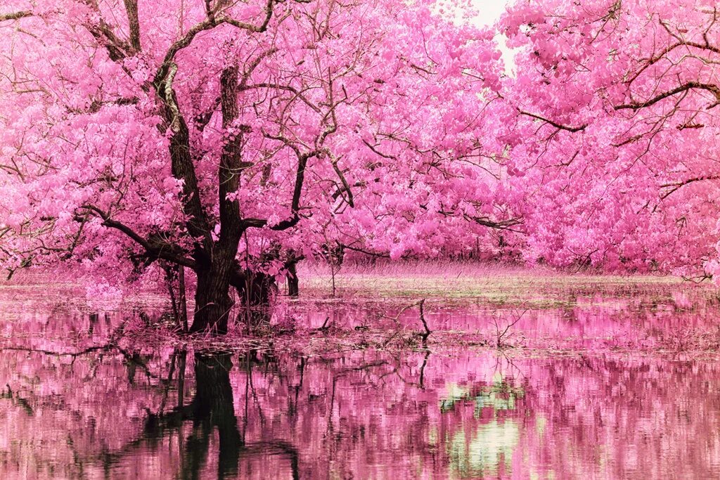 Что такое сакура дерево. Черри блоссом дерево. Сакура черри блоссом дерево. Япония дерево Сакура. Цветение Сакуры в Японии сады.