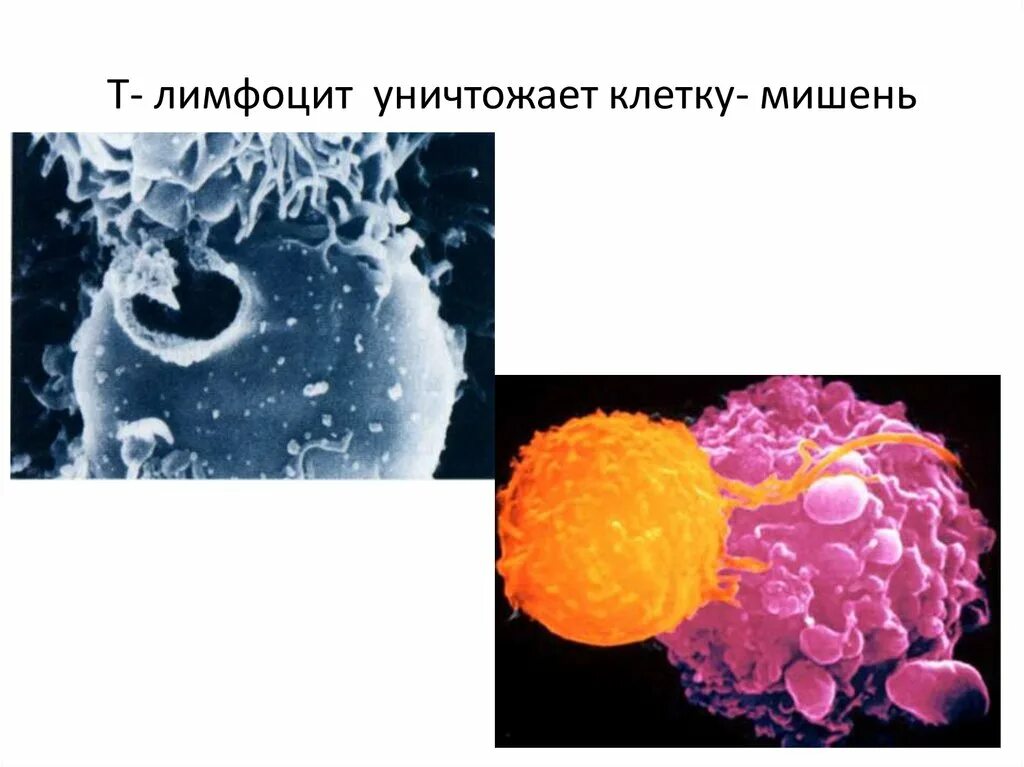 Вещества разрушающие клетку. Клетка мишень лимфоцит. Лимфоциты разрушающие клетки-мишени. Клетки мишени это иммунология. Как т лимфоциты разрушают клетки мишени.