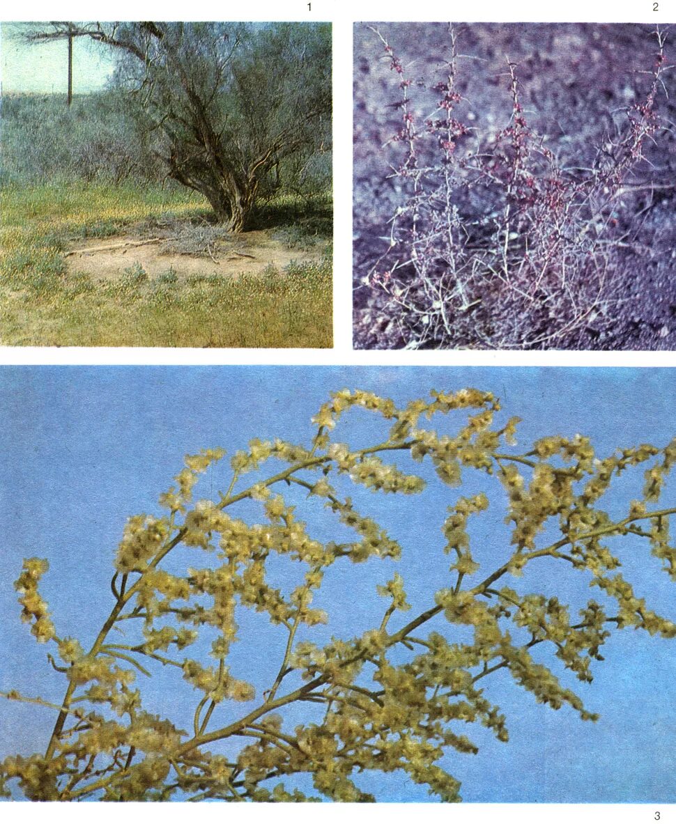 маревых (chenopodiaceae). семейство маревые - chenopodiaceae. Atriplex praecox. маревые (подсемейство). маревые представители.