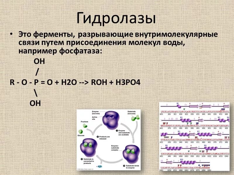Классификация гидролаз. Гидролазы ферменты. Классификация ферментов гидролазы. Гидролазы примеры реакций.