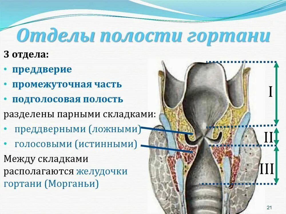 Строение черпаловидного хряща. Отделы и структуры полости гортани. Складки преддверия гортани анатомия. Полость гортани анатомия строение.