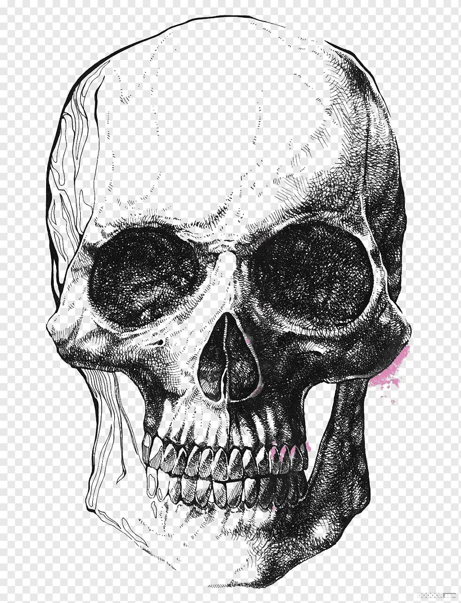 Череп скелет рисунок. Череп эскиз. череп на белом фоне. черный череп. картинки черепа.