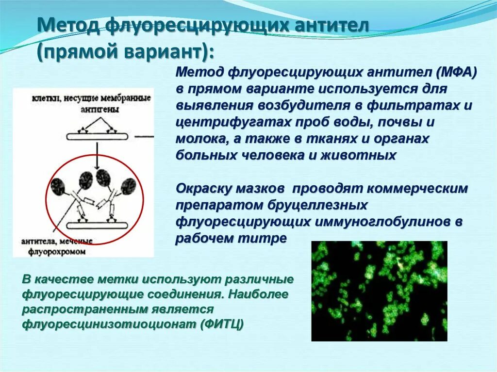 Метод флуоресцирующих антител. Метод флюоресцирующих антител. Реакция флюоресцирующих антител. Непрямой метод флуоресцирующих антител. Называют обладают флюоресцируют