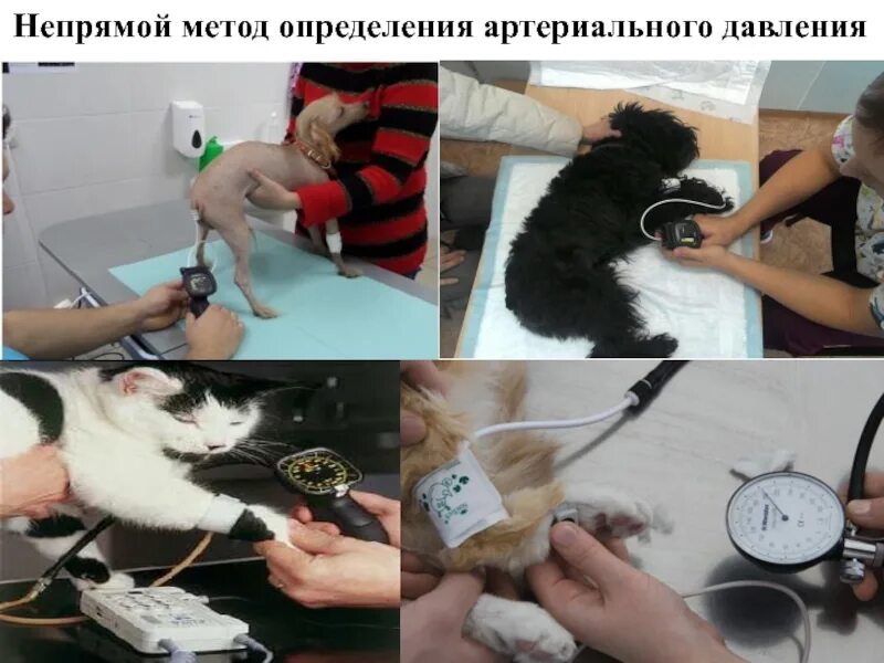 Артериальное давление у животных. Непрямые способы измерения артериального давления. непрямой метод измерения ад. прямой метод измерения артериального давления у животных. методика измерения ад у животных.