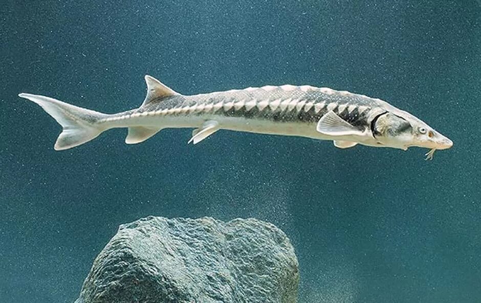 стерляди костная рыба. стерляди костная рыба. атлантический осётр осетрообразные. представители хрящекостных рыб. класс костные рыбы отряды.