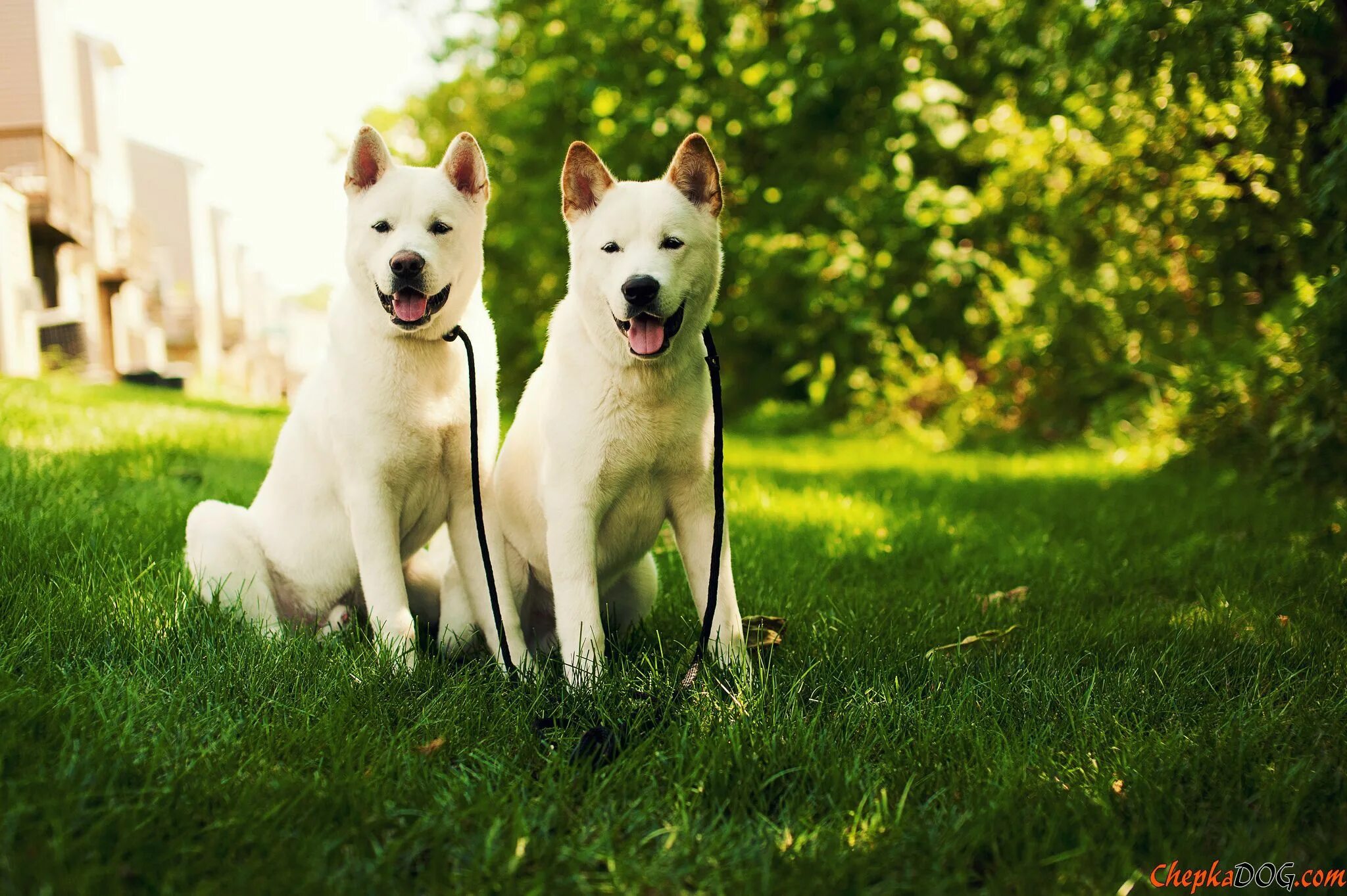 Dog pairing